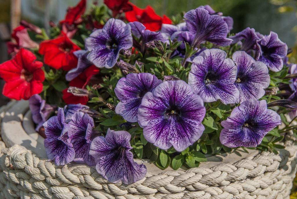 Pod Wzgorzem Bed & Breakfast Фромборк Екстер'єр фото